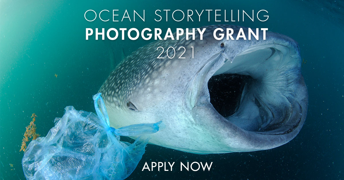 Save Our Seas (@saveourseas) on Twitter photo Applications are open for the Ocean Storytelling Photography Grants, aimed at finding & supporting a new & diverse generation of conservation storytellers.
Led by @natgeo photographer <a href="/tompeschak/">Thomas P. Peschak</a>, with Kathy Moran & Jennifer Samuel from @Natgeo.
APPLY NOW. saveourseas.com/ocean-storytel… Applications are open for the Ocean Storytelling Photography Grants, aimed at finding & supporting a new & diverse generation of conservation storytellers.
Led by @natgeo photographer <a href="/tompeschak/">Thomas P. Peschak</a>, with Kathy Moran & Jennifer Samuel from @Natgeo.
APPLY NOW. saveourseas.com/ocean-storytel…