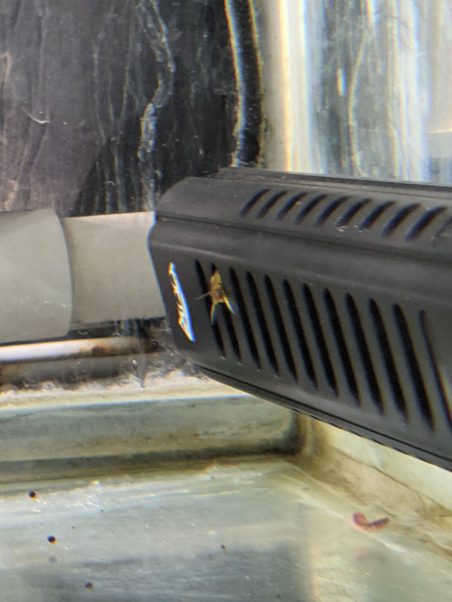 McCallMeB's tweet photo. So excited to have madtom catfish in the lab! It's been interesting to say the least. Probably my favorite moment, building them homes and seeing them choose the space within the heater and under the filter sponge instead 🤦 just like a cat choosing the box over a bed https://t.co/FuKSACn4Wm