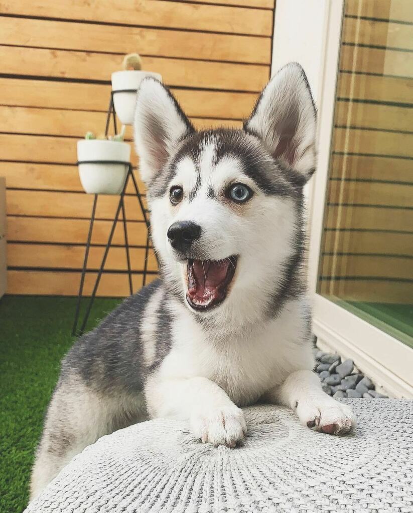 😃😃😃
🐾 <a href="/katsu/">Katsuya ARAI</a>.pomsky