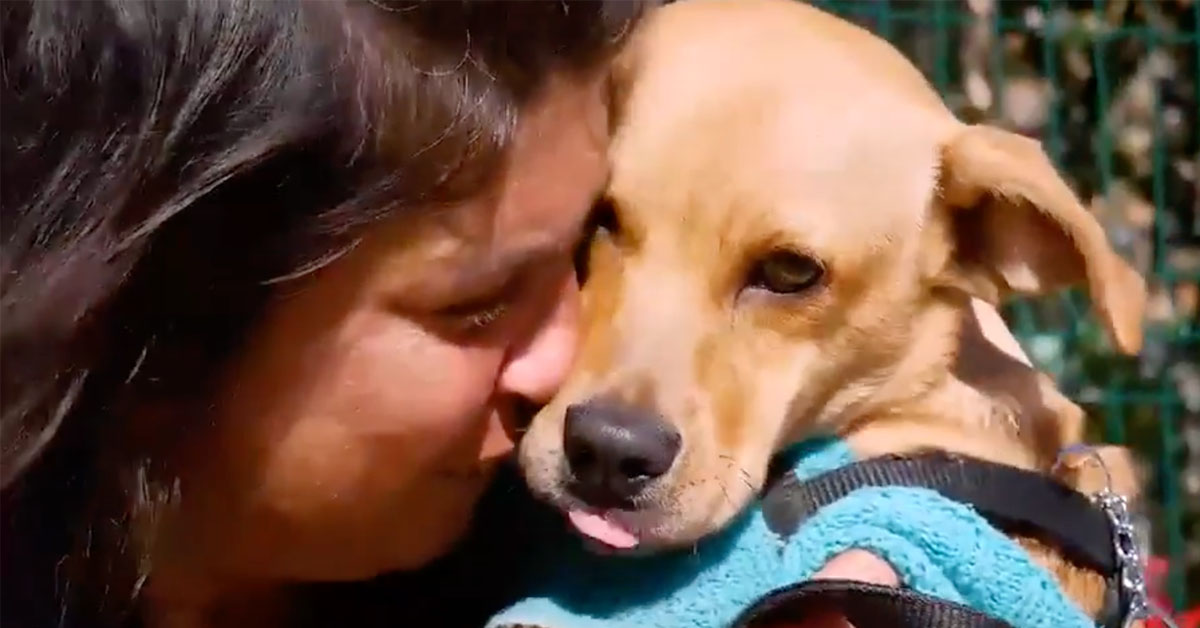 Thiago Kocher on his documentary “Affection in the Streets,” about the relationships of homeless people and their dogs in the 6th Annual NY Dog Film Festival ➡ bit.ly/3G58PBW
Buy tickets now for the Dog Film Festival on 10/24/21 ➡ bit.ly/DogFilmFest21