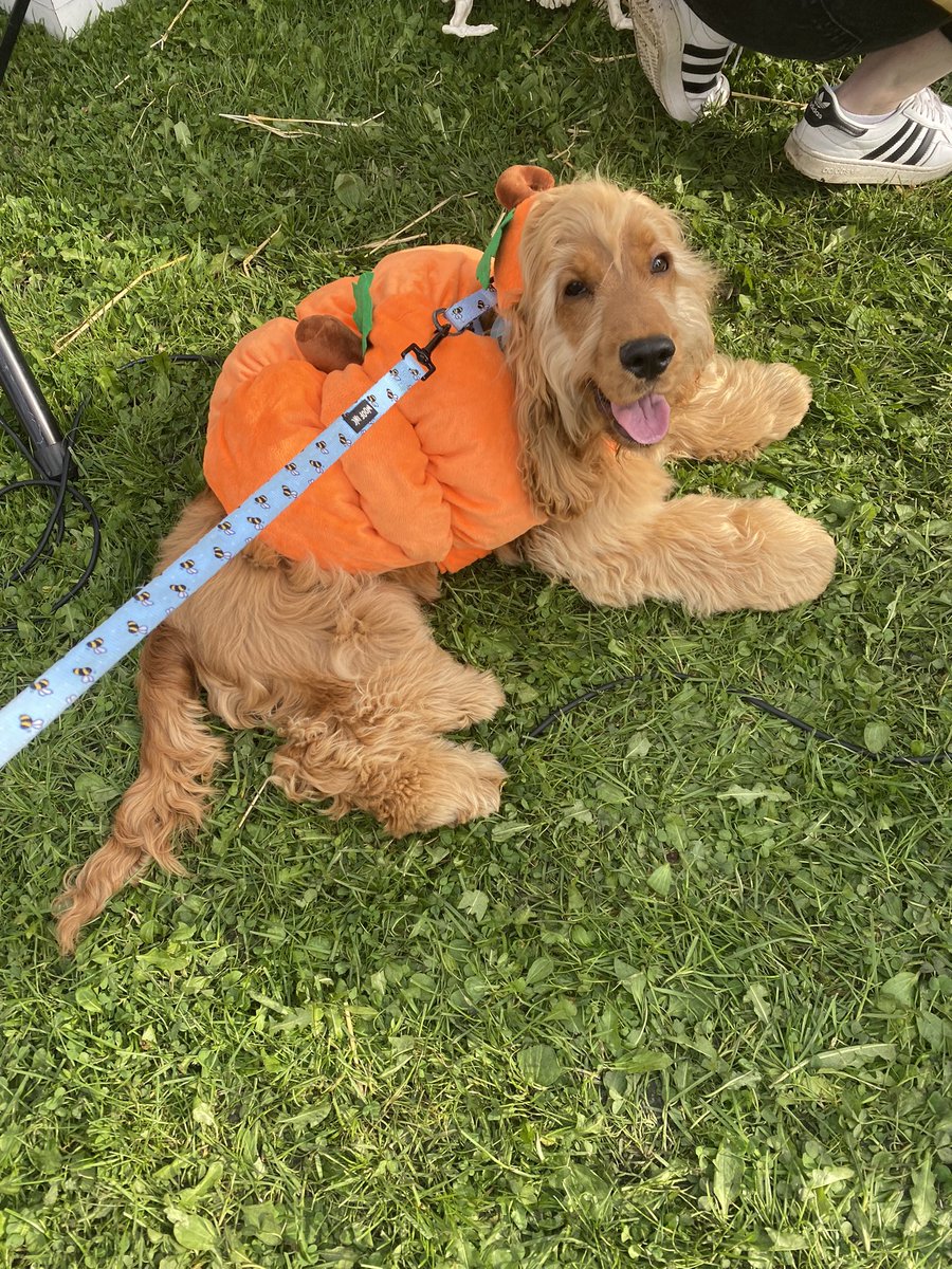 stylessweetener's tweet photo. @OfficialPLT #PLTPets my gorgeous Freddie! Dressed up as a pumpkin for a halloween show at the weekend 🥰🎃 https://t.co/tJCX5Jefxc