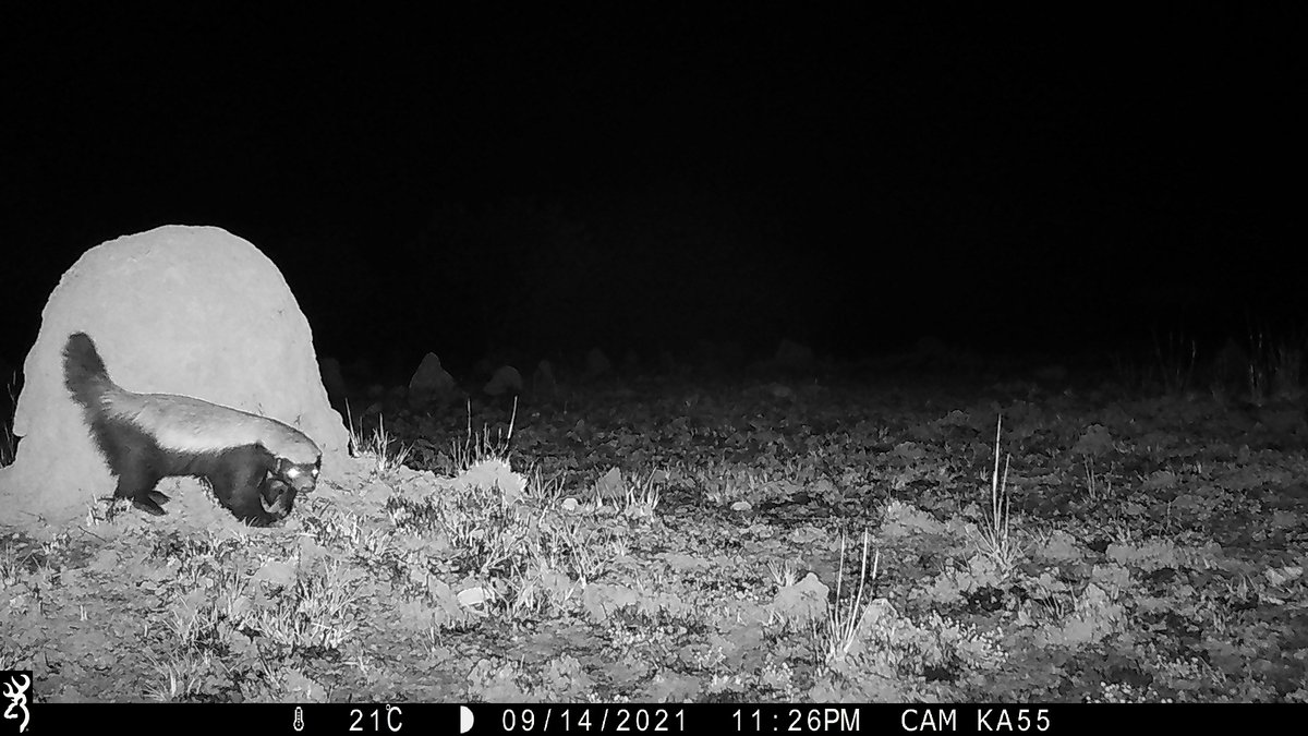 Matt Snider (@suyian4science) on Twitter photo Warning: Objects in photo less cuddly than they appear! Mr punk rock mesocarnivore himself makes an appearance. #Cuddleatyourownrisk <a href="/KasankaPark/">Kasanka National Park Zambia</a> <a href="/KasankaTrust/">The Kasanka Trust</a> Warning: Objects in photo less cuddly than they appear! Mr punk rock mesocarnivore himself makes an appearance. #Cuddleatyourownrisk <a href="/KasankaPark/">Kasanka National Park Zambia</a> <a href="/KasankaTrust/">The Kasanka Trust</a>