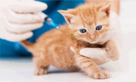 Federchimica's tweet photo. #AISA, Associazione Nazionale Imprese della Salute Animale, fa il punto sulla carenza di #vaccini per #animali da compagnia. Tra le cause, la loro esplosione demografica nel lockdown e accelerazione della produzione di vaccini per uso umano. Leggi qui: https://t.co/7C2TobEVJy https://t.co/WmeWIGljN9