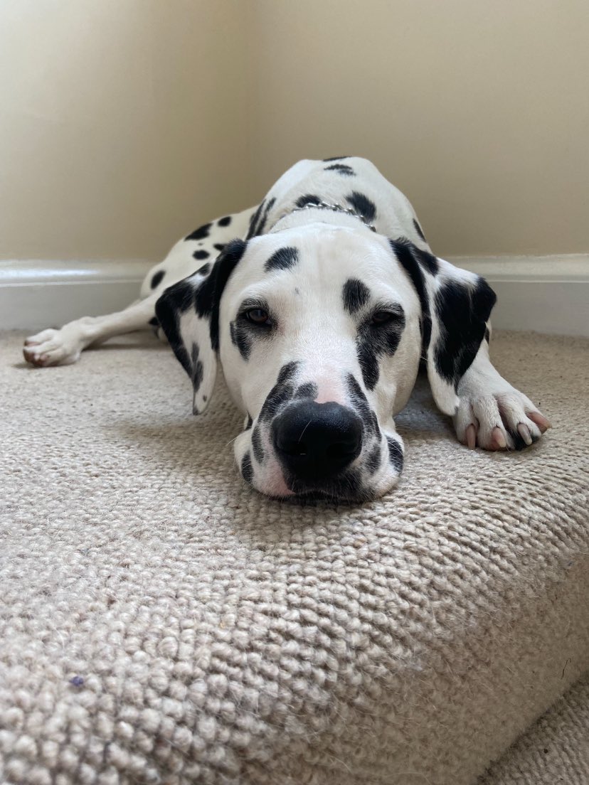 LucyMaeGow's tweet photo. @xfrangow our handsome boy Sid 
@OfficialPLT #PLTPets 🐶🐾 https://t.co/LKLoU8HCGw
