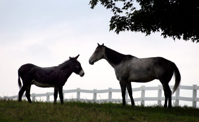 мул и лошак. спаривание осла с лошадью. мул лошак генетика. спаривание лошадей. ослица и жеребец.