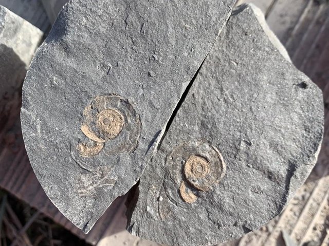 bentleygeotech's tweet photo. #Geologists have recently found fossils in rock samples under Lancashire, United Kingdom.

Read More: https://t.co/TWOWO30WPa

#geowithbentley #plaxis #plaxis2d #plaxis3d #openground #gINT #groundinvestigation #geotechnicalengineering #geotechnicalengineer https://t.co/SvqWYDMRf5