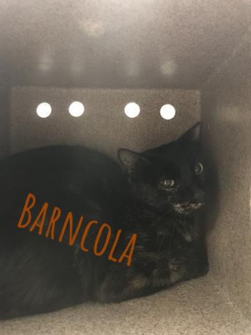 Cooler temperatures mean those pesky mice are seeking warmth inside YOUR home! Repel the rodents with Barn Cats! 3 in Pueblo, Barnoreo, Barncola &amp; Barnclava all get along, or you can adopt separately! Click here to learn more: bit.ly/2Zdt7sj #HappyTailsHappyHearts