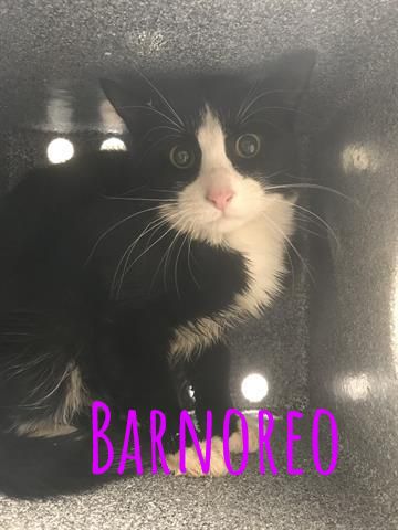 HSPPR's tweet photo. Cooler temperatures mean those pesky mice are seeking warmth inside YOUR home! Repel the rodents with Barn Cats! 3 in Pueblo, Barnoreo, Barncola &amp; Barnclava all get along, or you can adopt separately! Click here to learn more: https://t.co/m7fYj2slS6 #HappyTailsHappyHearts https://t.co/oA4EErVImU