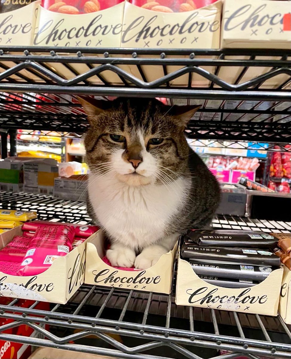 Bodegacats_'s tweet photo. https://t.co/hYDeTSCf8s