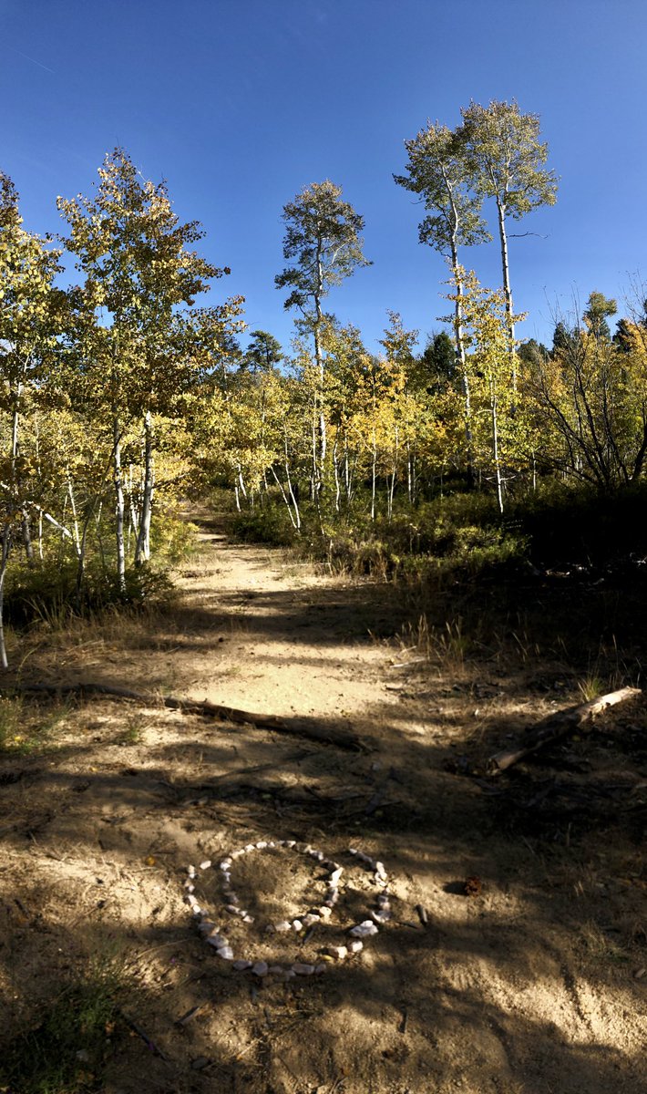 NearAndFarAZ's tweet photo. The little aspen grove in the Prescott National Forest is turning to gold. #aspens #FallColors @PrescottNF #PrescottAZ #CopperBasin https://t.co/lelidheryH