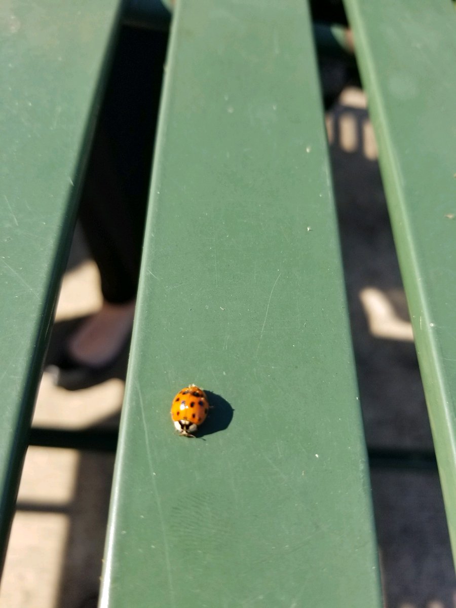 Sometimes it's the little things that matter.  Take some time to enjoy a beautiful fall afternoon on <a href="/MisericordiaU/">Misericordia University</a>'s campus!  🐞💙💛