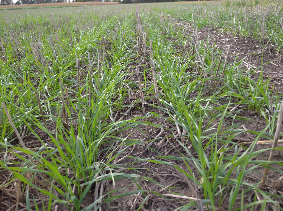 WheatInnovation's tweet photo. Another drink for SD winter wheat. #EatWheat #SoilHealth #GroundCover #FallMoisture @wheatsd @SDStateCAFES https://t.co/HvPhr38BbW
