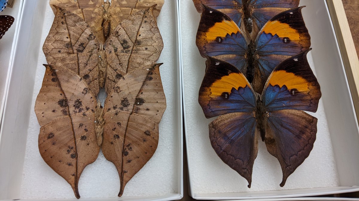Is that a changing leaf or a butterfly?! Dead leaf butterflies or oakleaf butterflies  (Kallima inachus) mimic dead leaves on their underside surface! If threatened, they will lay flat on their side to mimic a dead leaf on the ground. #MCZEntomology #CollectionsAreEssential