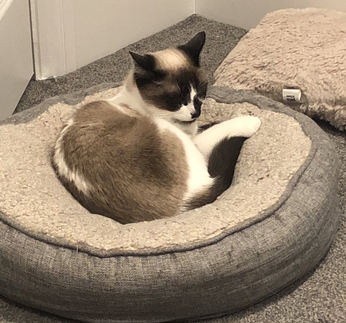 SootRhianna's tweet photo. I’m so sick, I’m so sorry for not streaming. Please take these pictures of our cats https://t.co/PaYPljullO
