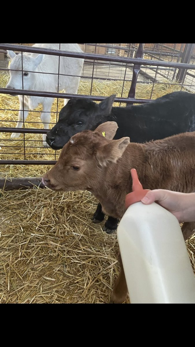 The bottle calves have arrived! <a href="/AltarioSchool/">Altario school</a> <a href="/studentledfarm/">Altario_StudentLedFarm</a> <a href="/plrd25/">Prairie Land School Division</a>