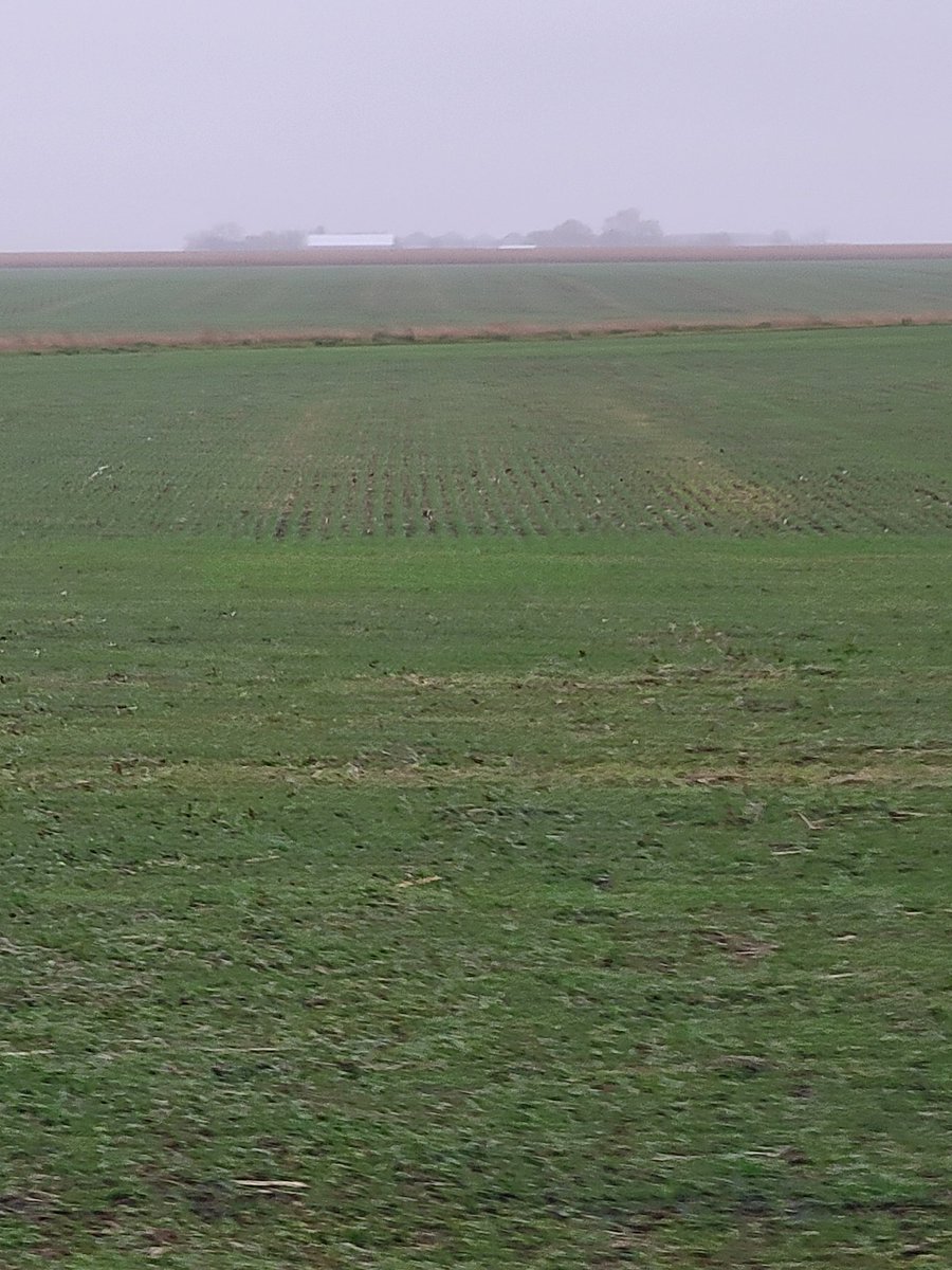 LannieMielke's tweet photo. @WheatInnovation @wheatsd @SDStateCAFES Redfield variety planted after soybeans were harvested. https://t.co/UKC36DEHgb