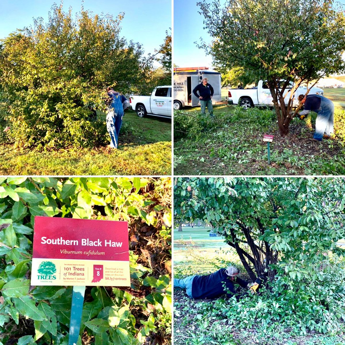 TREES Inc. (@terrehautetrees) on Twitter photo Weโre sprucing up and getting ready for <a href="/indianastate/">Indiana State University</a>'s Homecoming. ๐ Thank you to Rose Hill Lawn Care <a href="/terrehaute4cast/">Rose Hill Landscaping</a> for leading the limbing up efforts and mulching the ๐๐๐ ๐๐ซ๐๐๐ฌ ๐จ๐ ๐๐ง๐๐ข๐๐ง๐ at the ISU Stadium. ๐ณ Weโre sprucing up and getting ready for <a href="/indianastate/">Indiana State University</a>'s Homecoming. ๐ Thank you to Rose Hill Lawn Care <a href="/terrehaute4cast/">Rose Hill Landscaping</a> for leading the limbing up efforts and mulching the ๐๐๐ ๐๐ซ๐๐๐ฌ ๐จ๐ ๐๐ง๐๐ข๐๐ง๐ at the ISU Stadium. ๐ณ