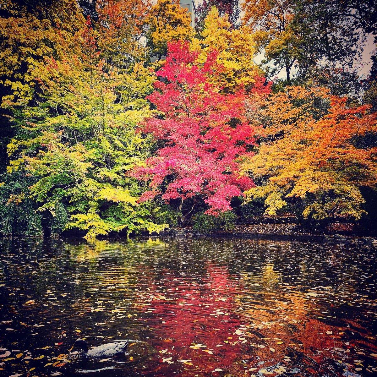 SOUAshland's tweet photo. Ashland is just *peak Fall* right now. 🍂🍁❤️🥰 https://t.co/CdIbMOZRtK