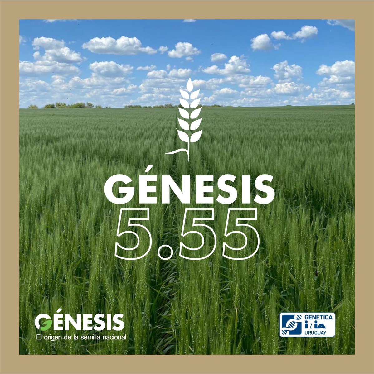 Semillas Génesis tweet media