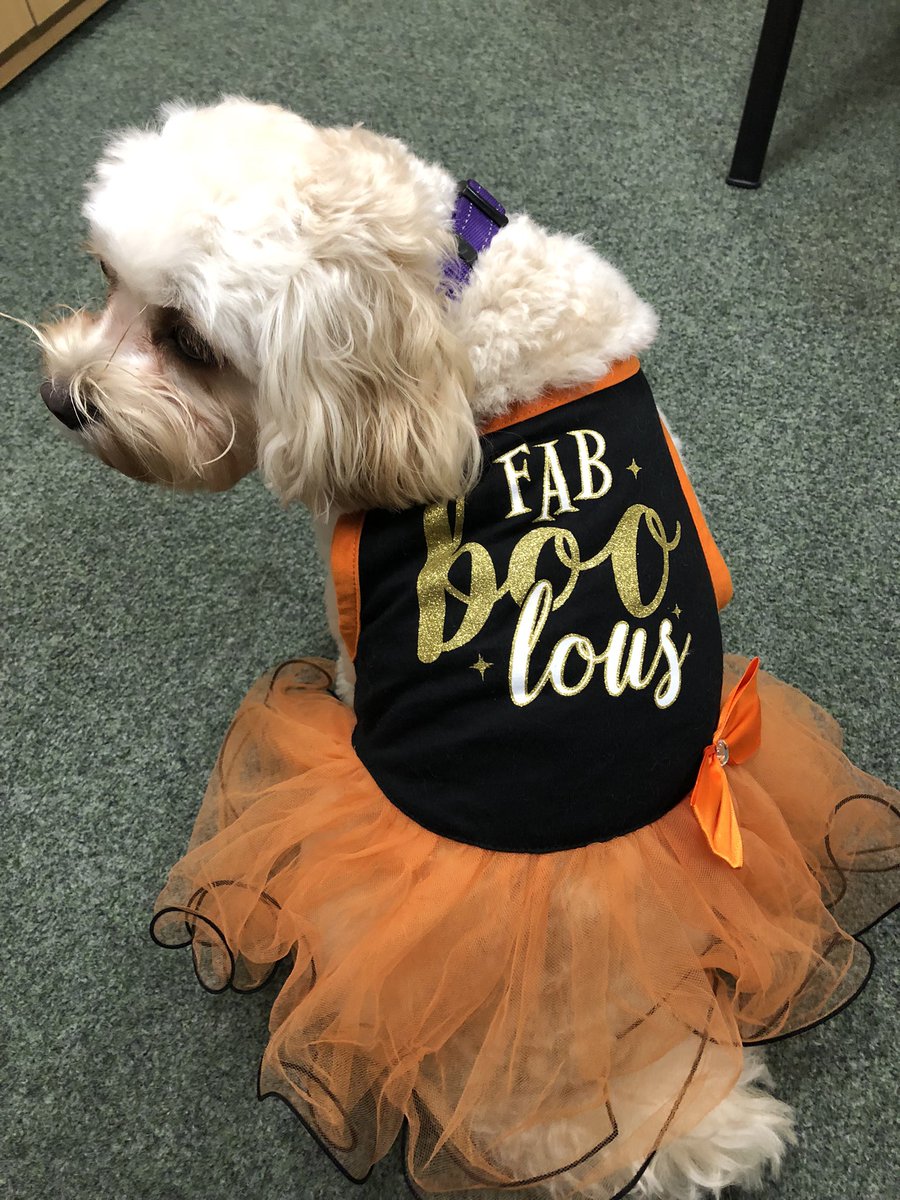 head2019's tweet photo. Our school dog, Molly loved our Halloween disco. https://t.co/H9zsisyjcJ