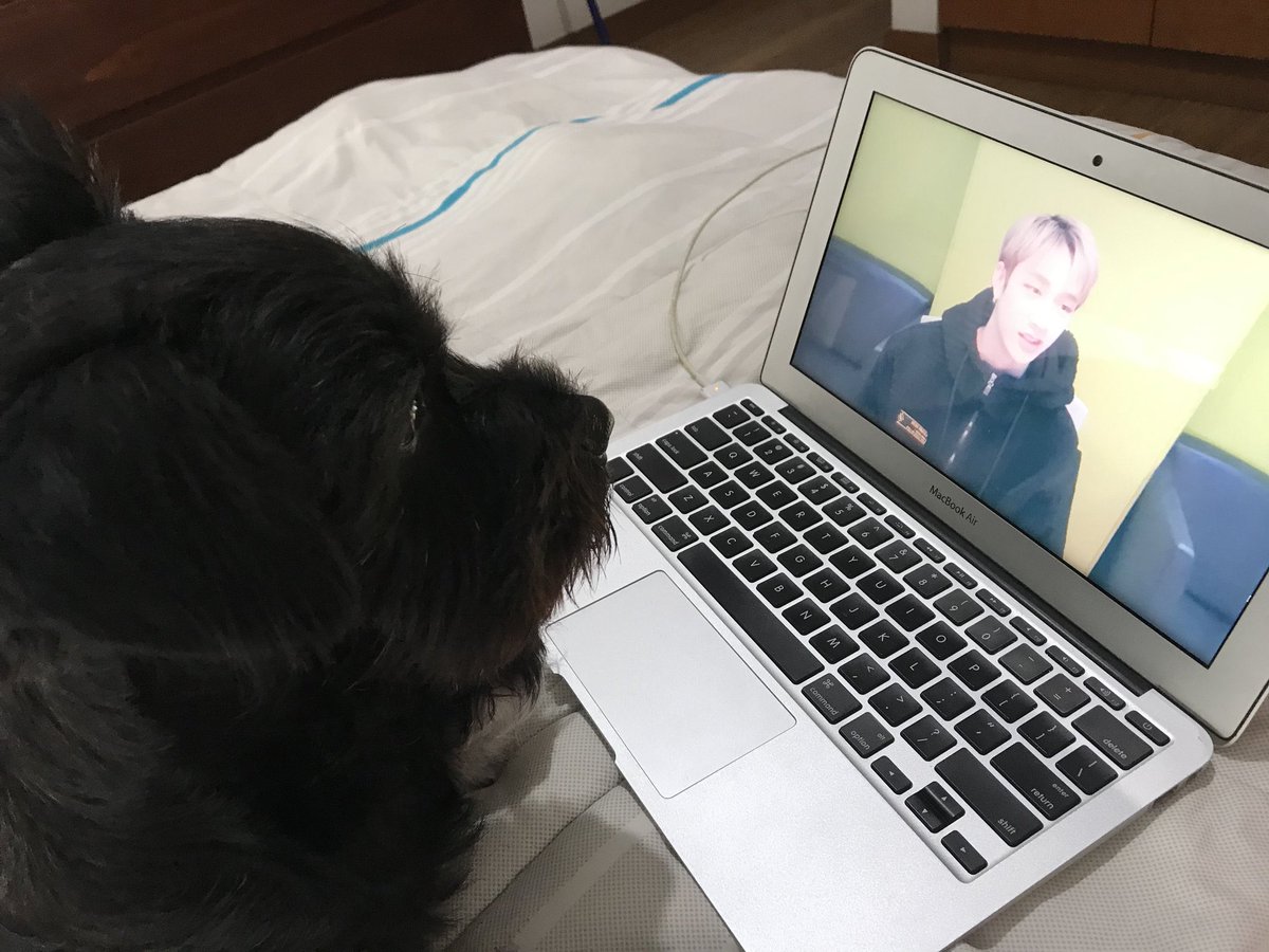 seungscience's tweet photo. this is my dog shes a stay she grew up with cats on the street so she actually acts like a cat and it is very funny #PetsForLeeKnow https://t.co/puGhA0pBb7