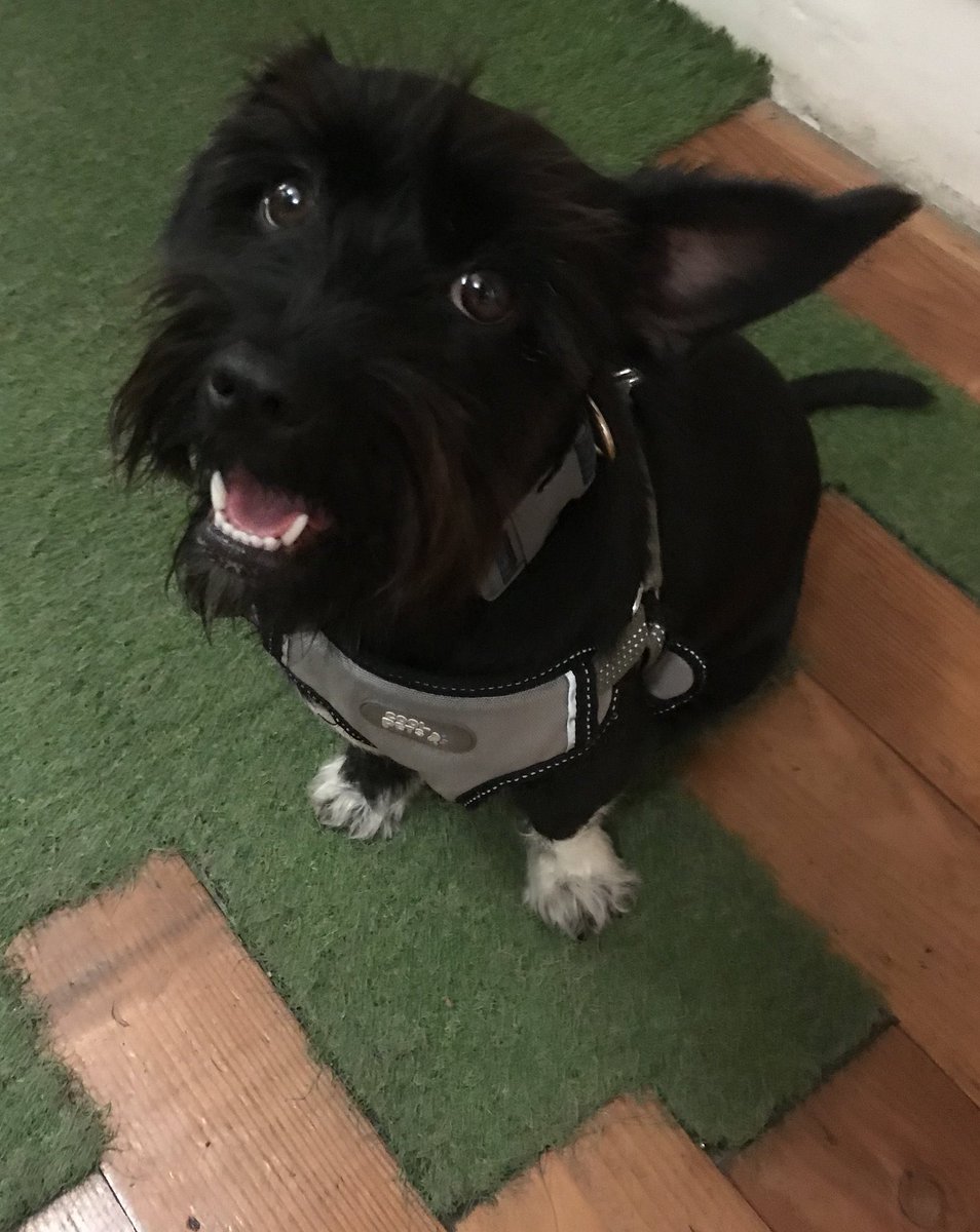 seungscience's tweet photo. this is my dog shes a stay she grew up with cats on the street so she actually acts like a cat and it is very funny #PetsForLeeKnow https://t.co/puGhA0pBb7