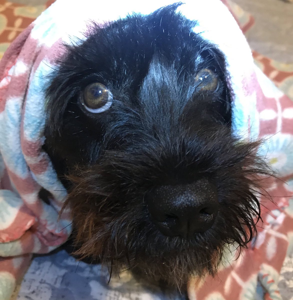 seungscience's tweet photo. this is my dog shes a stay she grew up with cats on the street so she actually acts like a cat and it is very funny #PetsForLeeKnow https://t.co/puGhA0pBb7