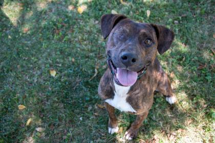 CP_PetInsurance's tweet image. We're in "endless love" with Lionel Richie here, available for adoption at Wayside Waifs here in our local Kansas City area! 😍 Learn more about this brindled beaut and give him a furever home by tapping the link here: waysidewaifs.org/adopt-a-pet_o/… #AdoptAShelterDogMonth