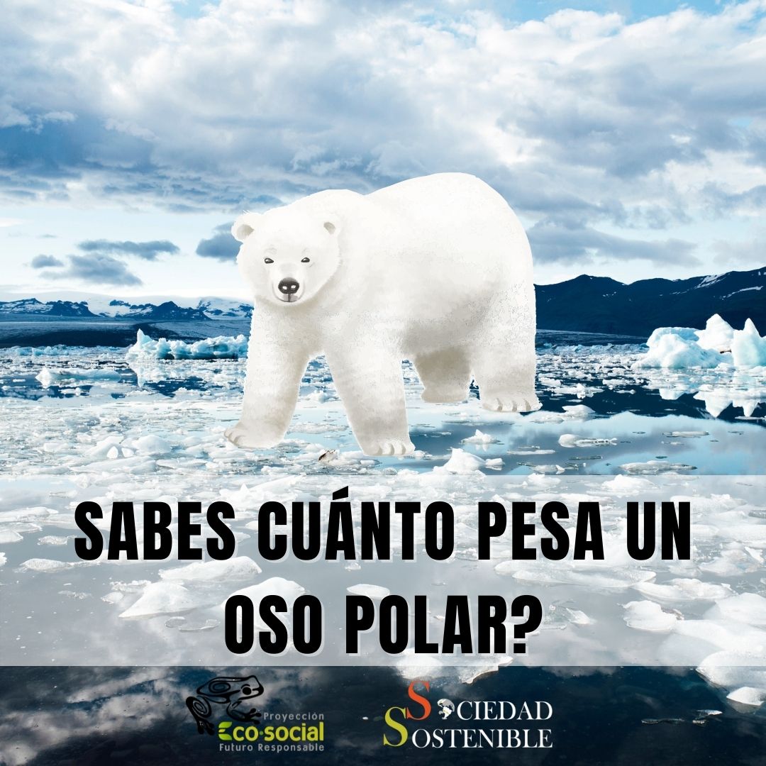 reembolso lago Titicaca Gobernable Sociedad Sostenible on Twitter: "♻📣Los Osos Polares pesan aproximadamente  Macho: 450 kg Hembra: 150 – 250 kg #osopolar #oso #polarbear #animales #osos  #osopardo #polar #nature #animals #cambioclimatico #animal #hechoamano  #osopanda #o #panda #