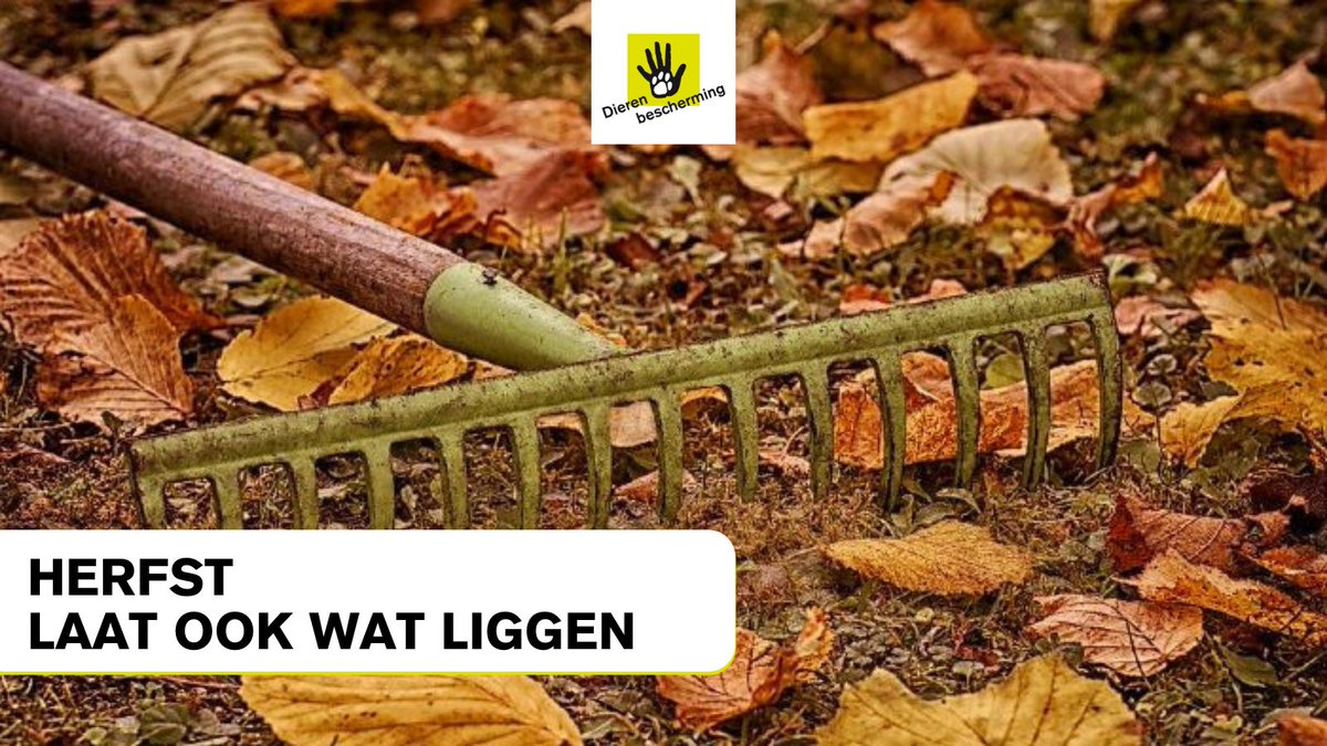 Dierbescherming's tweet image. #Herfst Voor degenen onder ons met een hekel aan #bladeren in en om de tuin: wees toch voorzichtig met het rigoureus weghalen van gebladerte. Door te veel te snoeien beroof je #dieren van handige materialen om hun nest mee te bouwen bit.ly/3Ak0aaG.