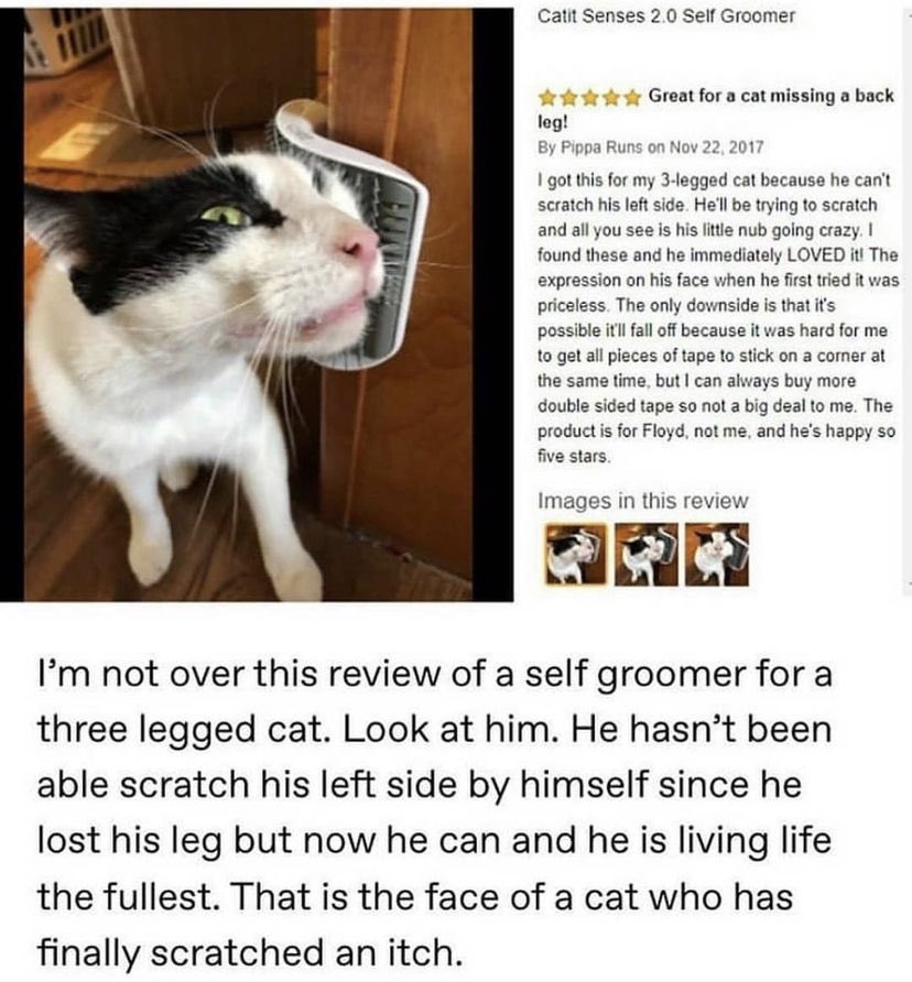 WholesomeMeme's tweet photo. https://t.co/32G7iKGBek