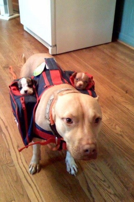 GraniteDhuine's tweet photo. Comes with two subwoofers. https://t.co/2ZIfG1kYPe