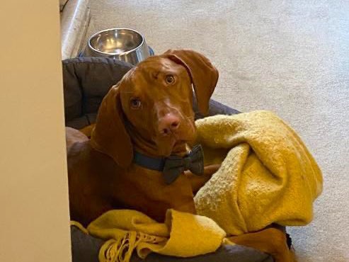 My mum puts this bow tie on her dog 🐕