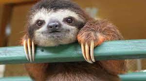 McNeilHSLibrary's tweet photo. Happy International Sloth Day, Mavs!  Stickers are going fast and we're open for rainforest vibes, lounging &amp; READING. #slothday @LibrariesRRock @KristenBell @MHSMavs https://t.co/RFdfD6U0Ik