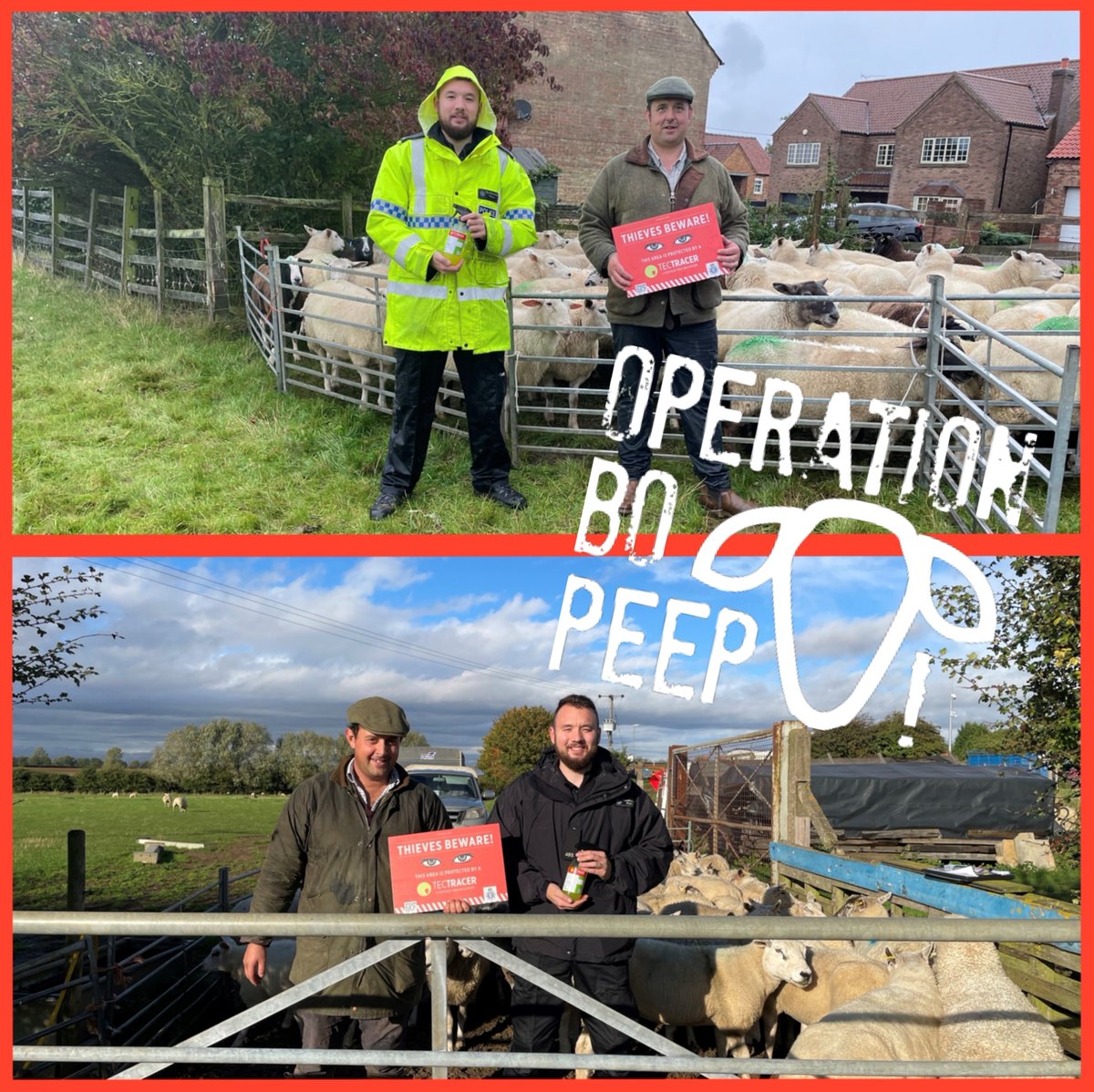 Humberbeat_NL's tweet photo. A soggy start for PC Grant this morning deploying Tec TRACER forensic livestock marking system. Steve WELLS and Tom OGG have joined @OpBoPeep The daily count of sheep marked is now 184. 🐑 #RuralPolicing https://t.co/sXiIW1Lt0F