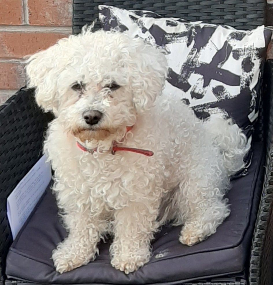 lynz_l's tweet photo. @OfficialPLT Scholsey #PLTPets https://t.co/nuIiusm0pB
