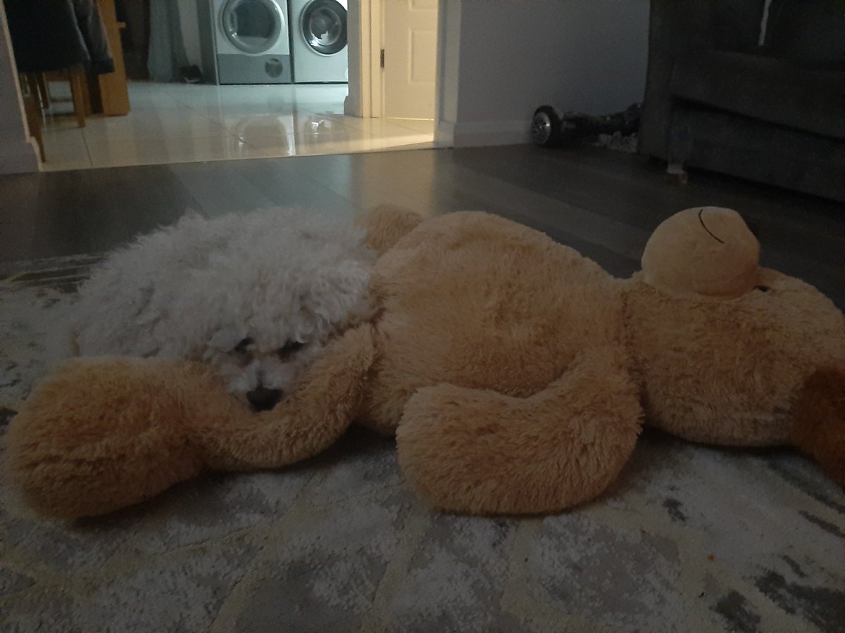 lynz_l's tweet photo. @OfficialPLT Scholsey #PLTPets https://t.co/nuIiusm0pB