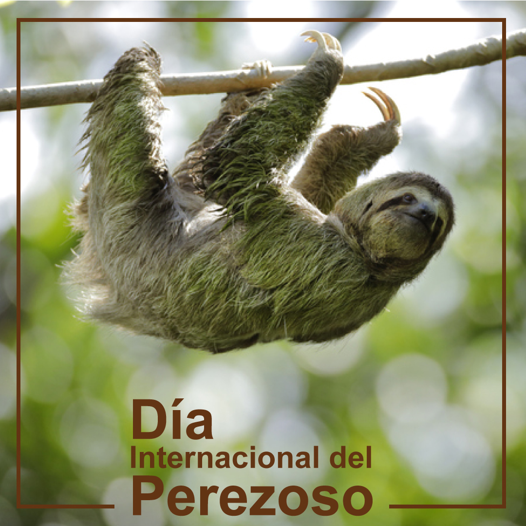conservaco's tweet photo. En el día internacional del perezoso es importante dar a conocer que son de gran importancia ecológica ya que constituyen la mayor proporción de la biomasa del bosque húmedo tropical.

#DiaDelPerezoso 

Foto: @NatGeo_la 

#Perezoso #AnimalSilvestre #Conservacion #Recursos https://t.co/EqQRxXQRwW