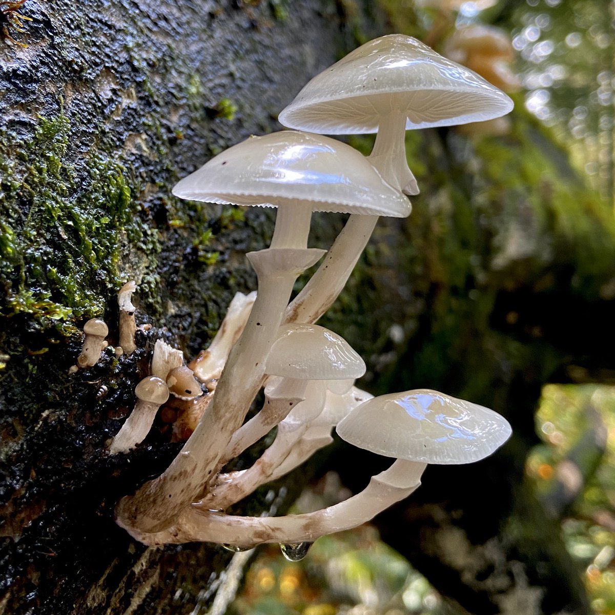 Porcelain Fungus is magnificent! Oudemansiella mucida. #oudemansiellamucida #porcelainfungus #mushrooms #fungi