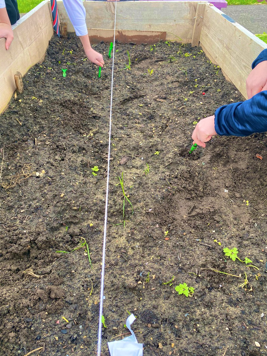 Seed planting, wood cutting  and bench building! 

Another banger of a Wednesday at <a href="/drumchapelhigh/">Drumchapel High</a>!!!

Thank you <a href="/IGA_gardens/">InternationalGreenAcademy</a> and <a href="/AllyHarris12/">Ally Harris</a> …I’m learning as much as the pupils! Love itttt🙌🏼🙌🏼