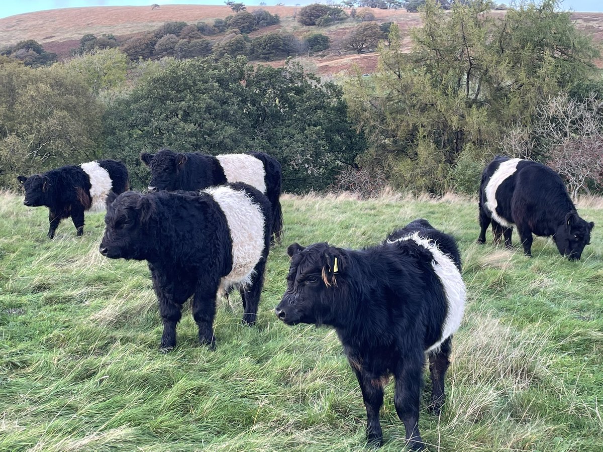 James Rebanks tweet media