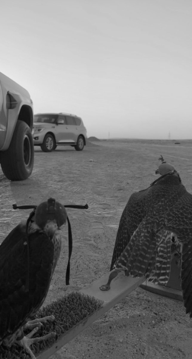UAE018's tweet photo. I guess winter has started 🦅 https://t.co/fjswqkjh0M