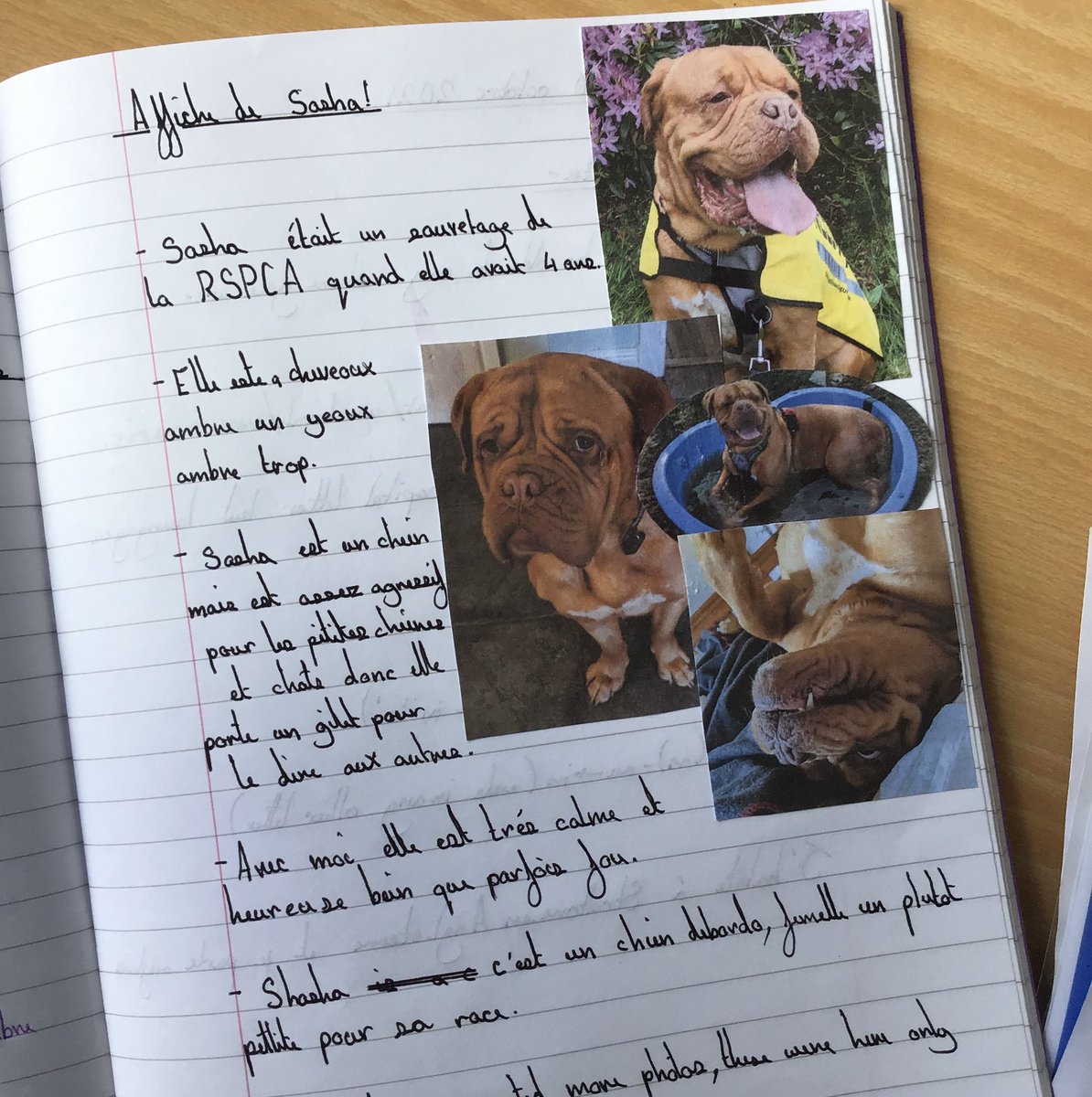 BParnieMFL's tweet photo. Year 7 did some great homework today on pets in French 💛 https://t.co/4kuWqokM1p