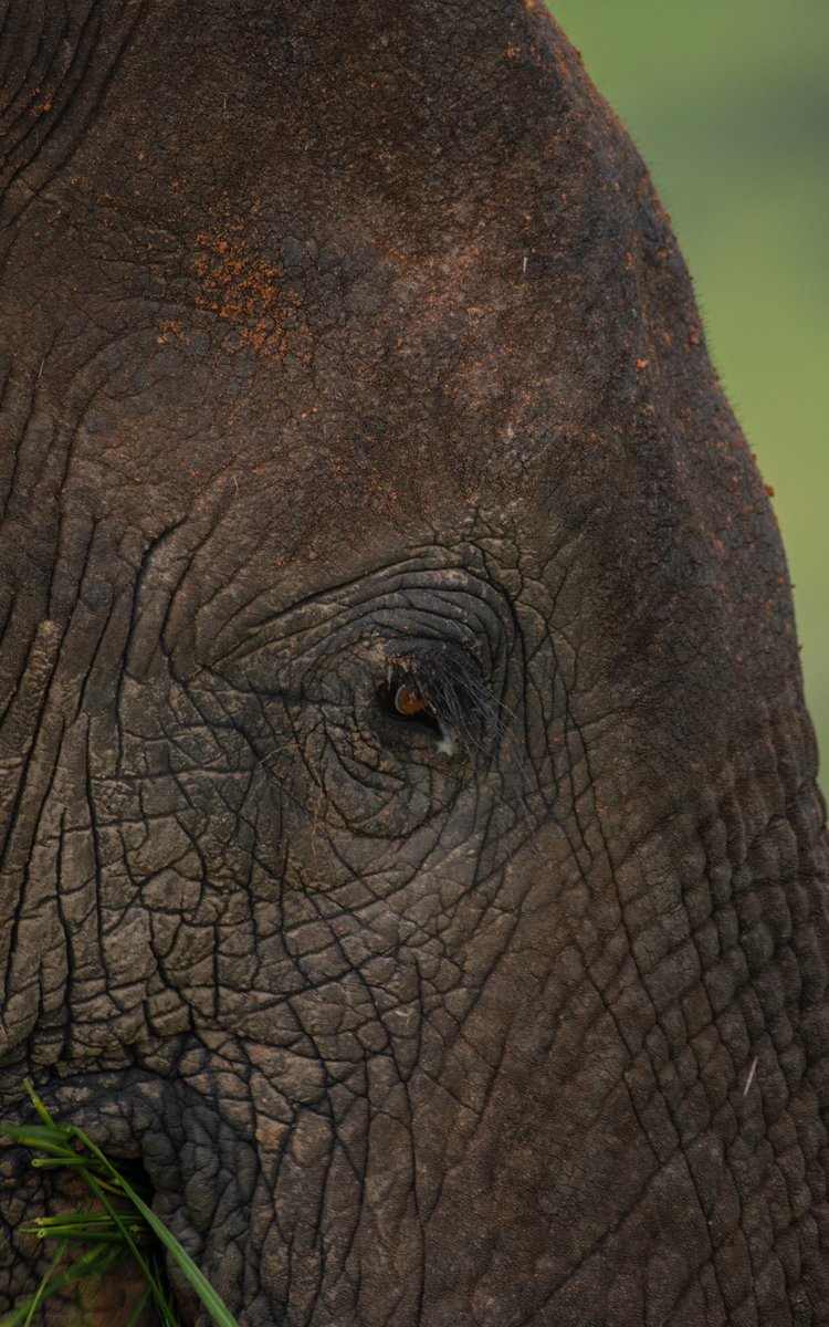 AhaJonathan's tweet image. I recently returned from a bush expedition to collect wild sounds. Most times when you slow down, sit still and tone down on the excitement; you allow the wild to accept you into its territory. You almost can breathe with it, and see it from nearer. #Zoom #ForCreators

📍UGANDA