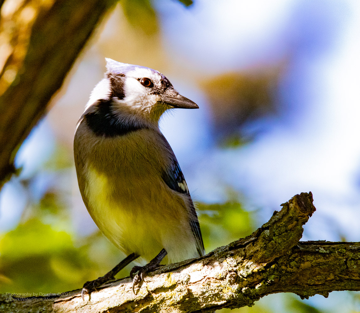 DarkWaterPhotos's tweet photo. This inquisitive blue jay has an eye on you in High Park, Toronto. 

#WildTO #CityOfTO #BlueJay #HighPark #Birds #TorontoPhotoWalks #NatureInTheCity #WalkInTheWoods #RavineDays #Fall2021 #BirdingDailyTO #CanGeoWild

https://t.co/R5PMOspsUo https://t.co/VhxocxjXO1