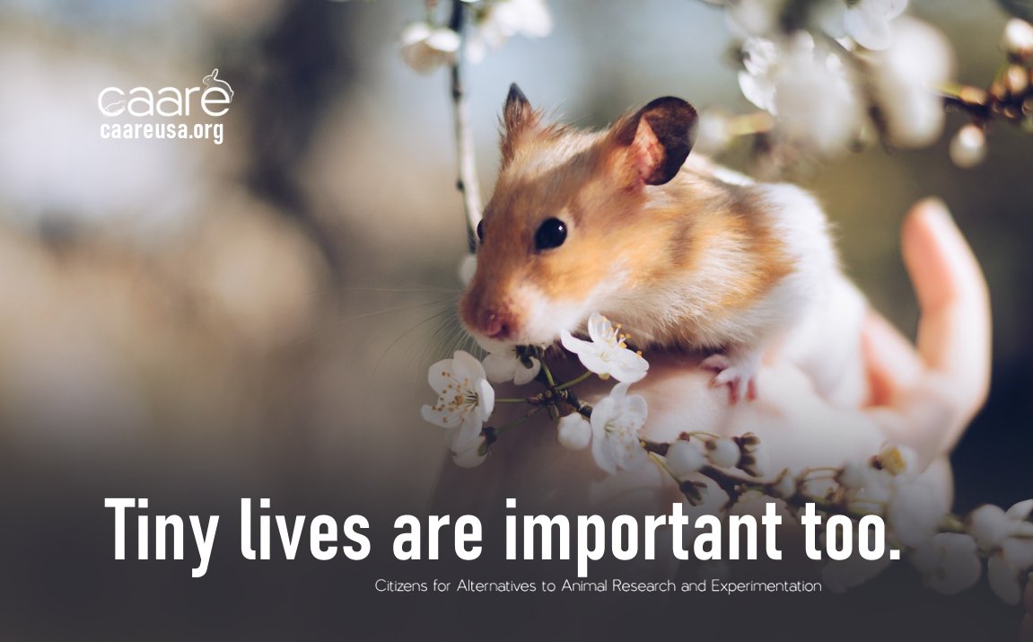 CAAREUSA's tweet photo. In a laboratory the smallest #animals suffer in the greatest numbers. Their lives are nothing more than tools in a clinical world, but every little one is a sentient creature with a life they value and fight to keep. Research must move to modern methods and end the waste of life. https://t.co/WwTzcq7meX