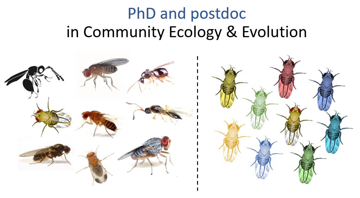 ParasitoidWebs's tweet photo. I invite applications for PhD and Postdoc positions on my ERC-CZ project. Join our team exploring how species diversity and genetic variation are maintained in ecological networks! See https://t.co/Fav2K7AMmJ https://t.co/kPv6KaoKP8