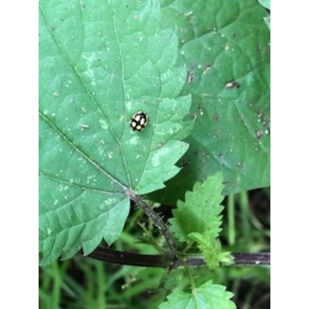 The Team tweet media