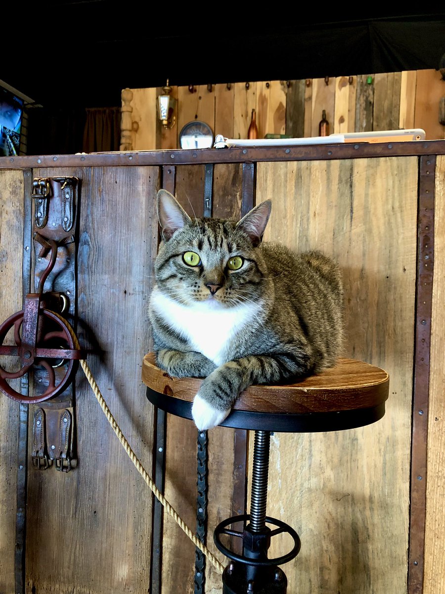 Alpine_Cannabis's tweet photo. One-stop shop for all your cannabis needs 🌱 #CannabisCommunity #Hemp #CatsOfTwitter #cannabis https://t.co/lcl2nzg2gb