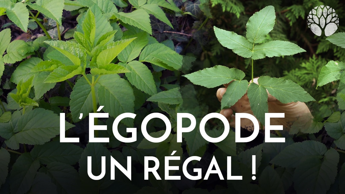 Le Chemin de la Nature tweet media